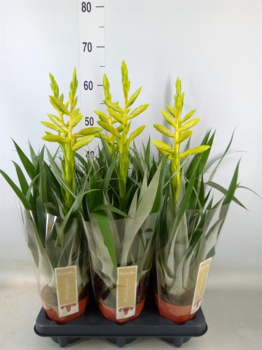 <h4>Tillandsia oerstediana</h4>