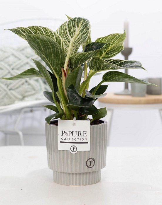 <h4>Philodendron White Wave in P&PURE Ivy ceramics shiny white</h4>