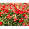 Callistemon speciosus