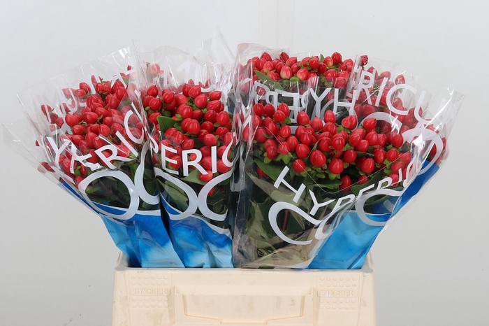 <h4>Hyp Coco Rio Rood</h4>