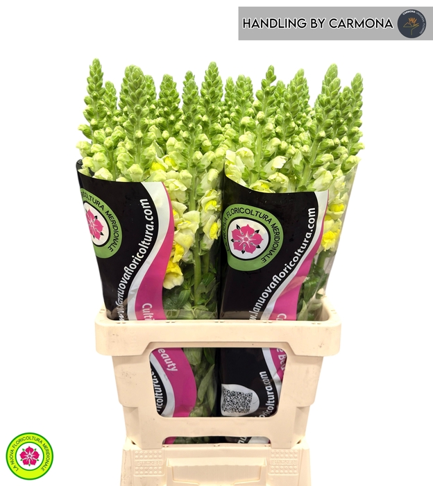 <h4>ANTIR POTO YELLOW</h4>