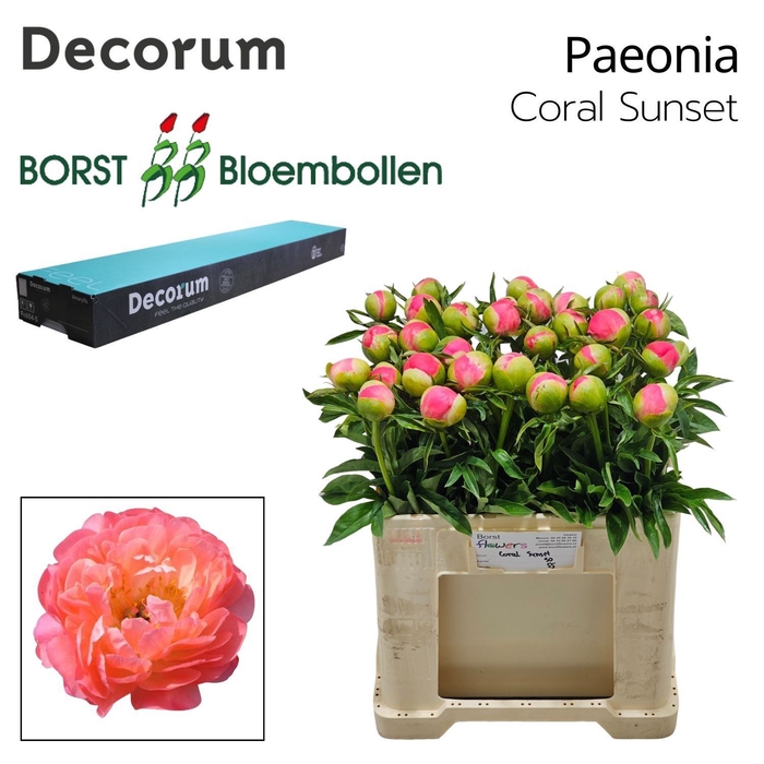 <h4>PAEO CORAL SUNSET 828.</h4>