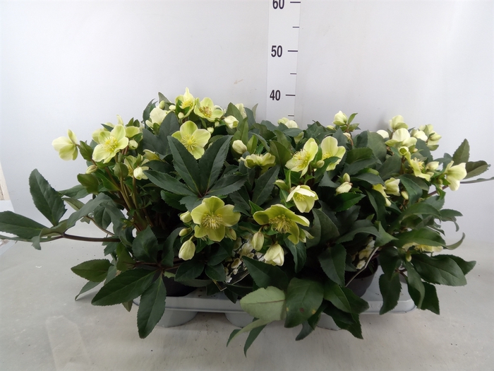 <h4>Helleborus   ...</h4>