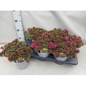 Sedum spat. Purpureum 15Ø 25cm