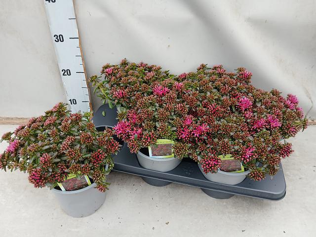 Sedum spat. Purpureum 15Ø 25cm