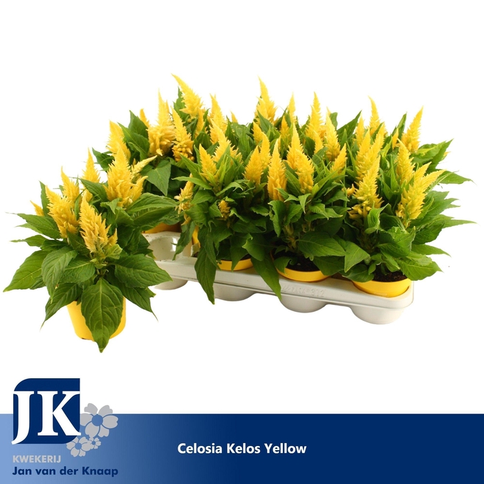 <h4>Celosia Kelos Fire Yellow</h4>