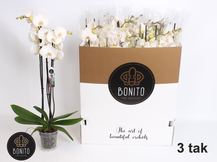 <h4>PHAL SILHOUETTE</h4>