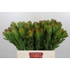 Leucadendron Goldstrike