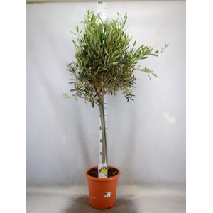 Olea europaea