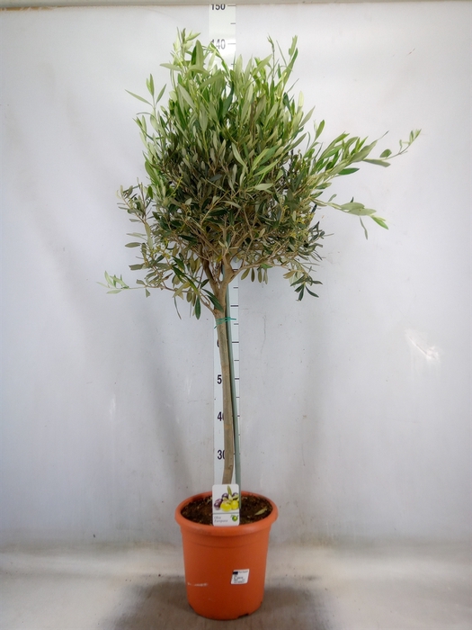 <h4>Olea europaea</h4>