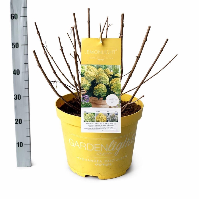 <h4>Hydrangea pan.</h4>