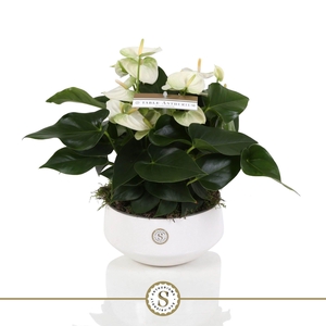 Table Anthurium Schaal Wit in Lucca keramiek
