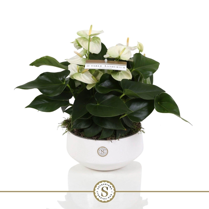 <h4>Table Anthurium Schaal Wit in Lucca keramiek</h4>