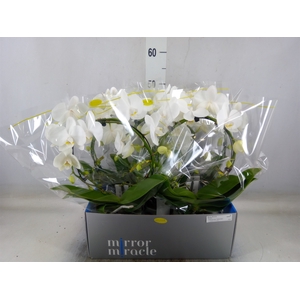 Phalaenopsis   ...white