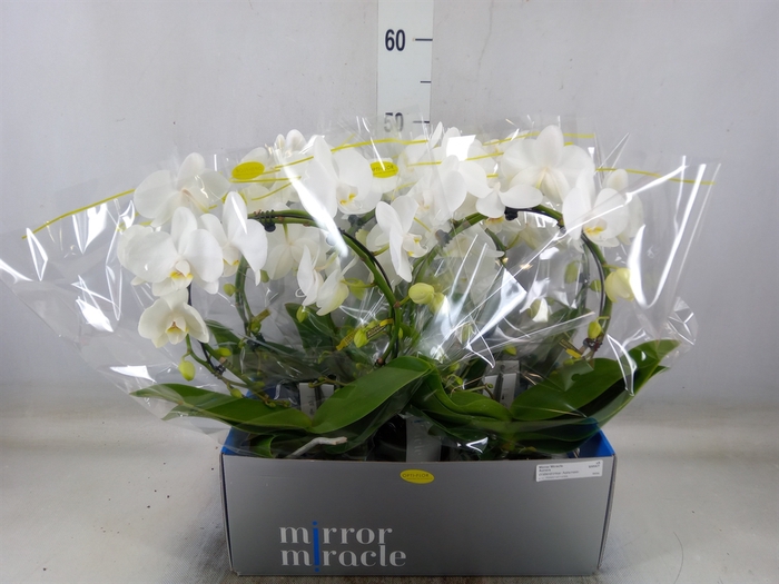 <h4>Phalaenopsis   ...white</h4>