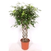 Ficus Exotica