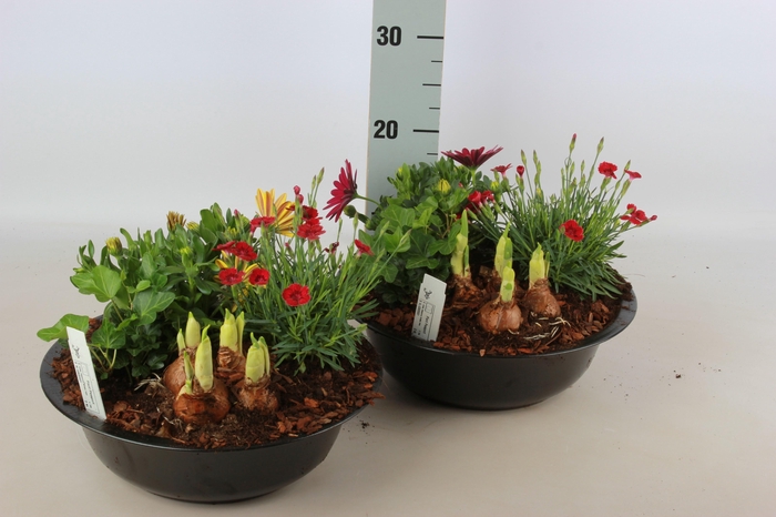 <h4>ARR TUINPLANTEN</h4>