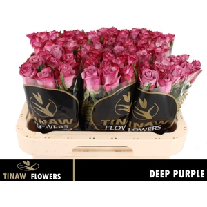 R GR DEEP PURPLE