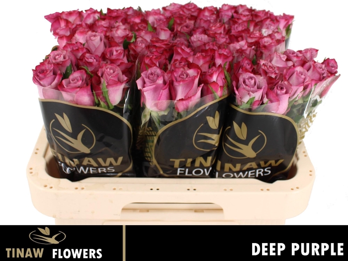 <h4>R GR DEEP PURPLE</h4>