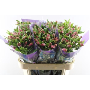 Alstr Bubblicious (d.rose)