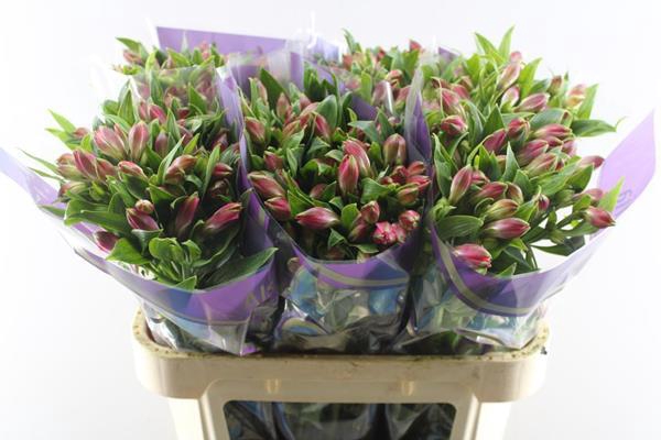 <h4>Alstr Bubblicious (d.rose)</h4>