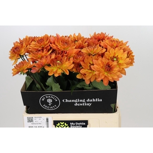 Dahlia Dr Phil