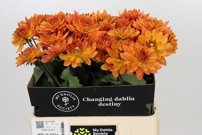 <h4>Dahlia Dr Phil</h4>