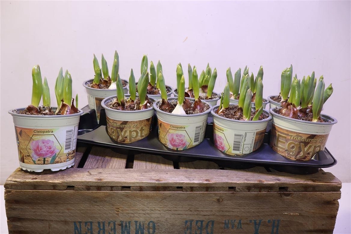 <h4>arr8 Tul Du Foxtrot</h4>