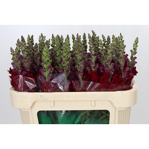 ANTIR MARY RED ANTIRRHINUM MARYLAND