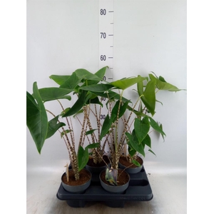Alocasia zebrina