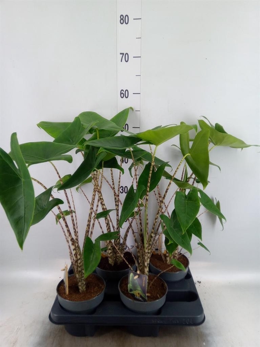 <h4>Alocasia zebrina</h4>