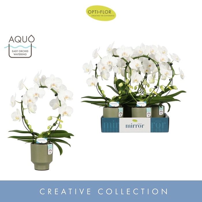 <h4>Phalaenopsis wit meer takken</h4>