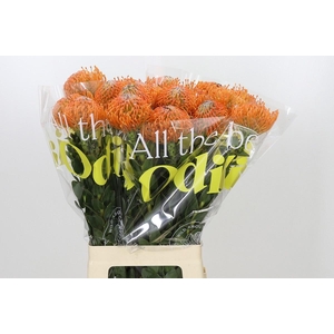 LEUCO NUTANS AYOBA ORANGE