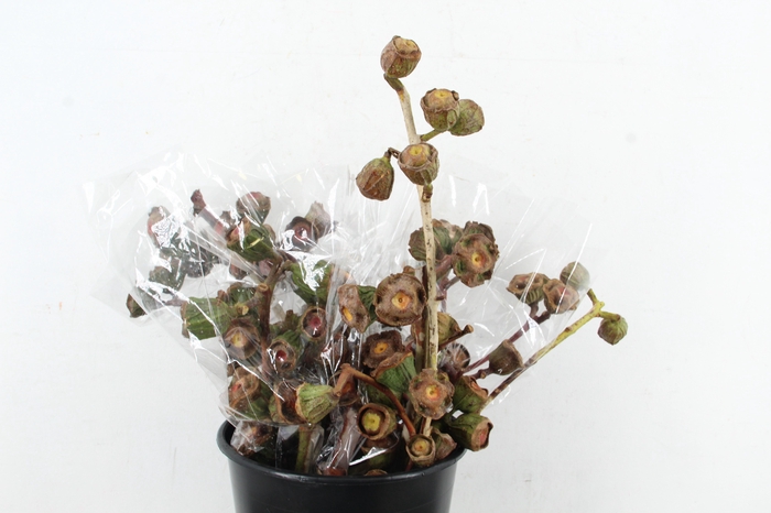 <h4>EUC CARDINALE 1KILO</h4>