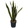 Sansevieria trif. Laurentii