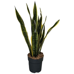 Sansevieria trif. Laurentii