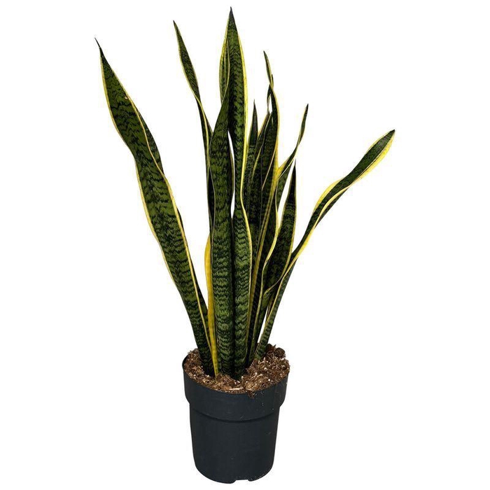 <h4>Sansevieria trif. Laurentii</h4>