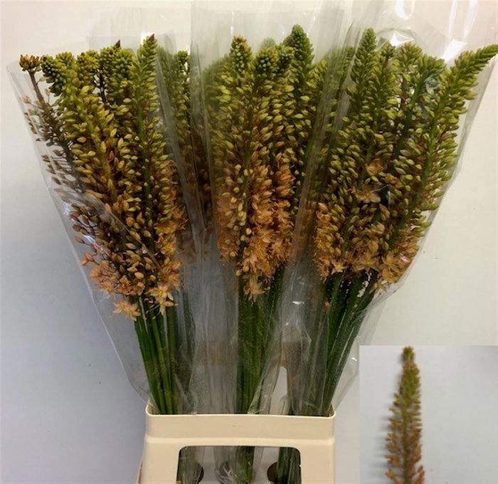 <h4>EREMURUS ROBUSTUS</h4>