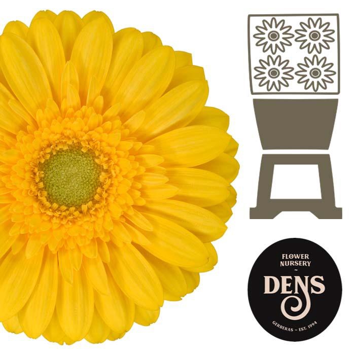 <h4>Germini Emoji Diamond</h4>