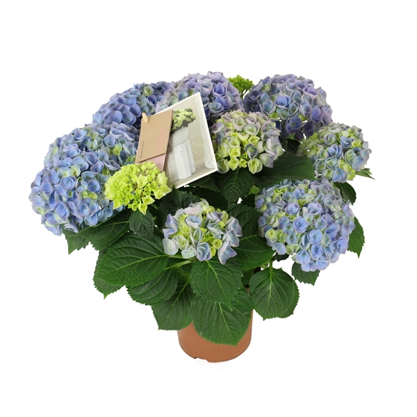 Hydrangea mac. Hi River Blue 7+ Flowers
