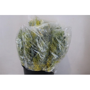 Mimosa Dennisbode Blooming P Bunch