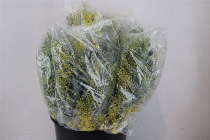 <h4>Mimosa Dennisbode Blooming P Bunch</h4>
