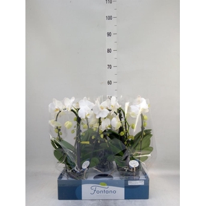 Phalaenopsis ...white