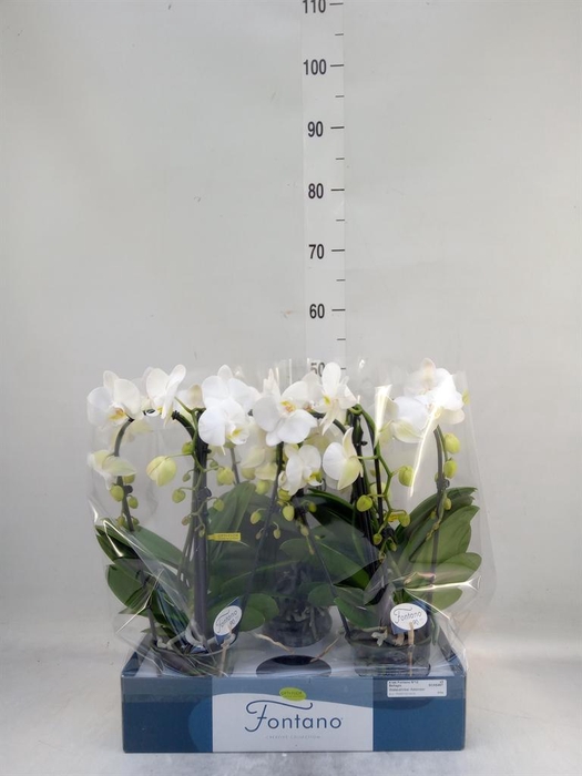<h4>Phalaenopsis ...white</h4>