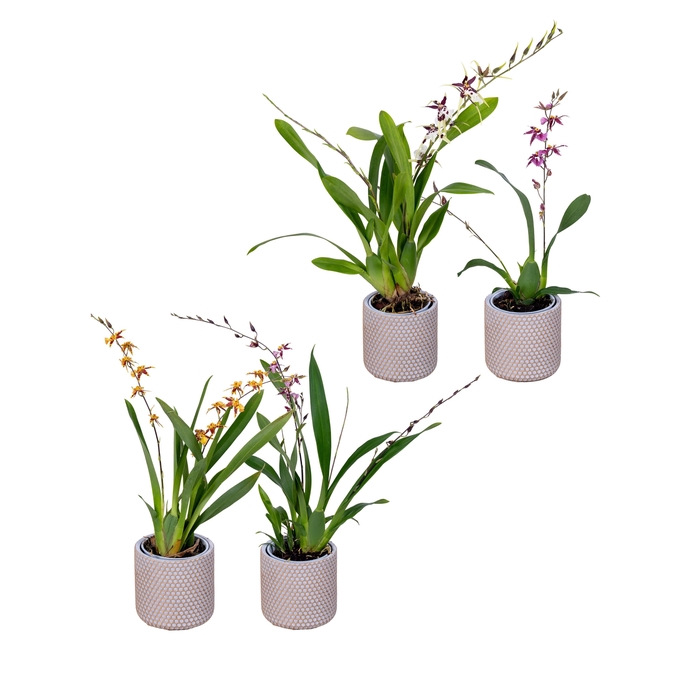 <h4>BRASSIA SUMMER DREAM</h4>