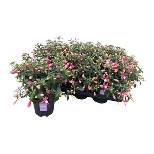 FUCHSIA B F LISA