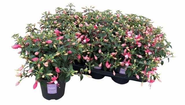 <h4>FUCHSIA B F LISA</h4>