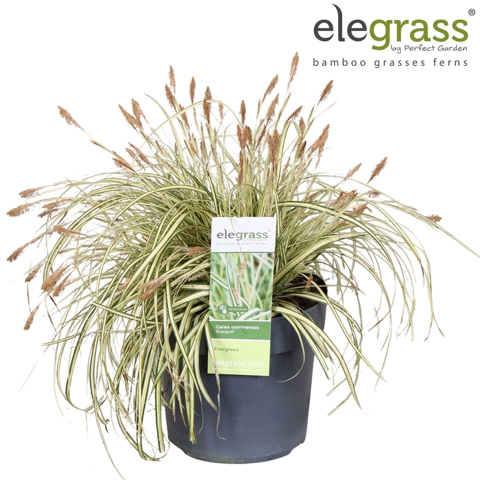 <h4>Carex hachijoensis Evergold</h4>
