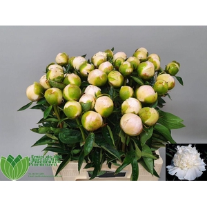 Paeonia princess bride
