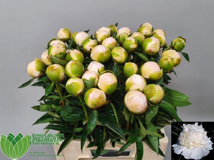 <h4>Paeonia princess bride</h4>